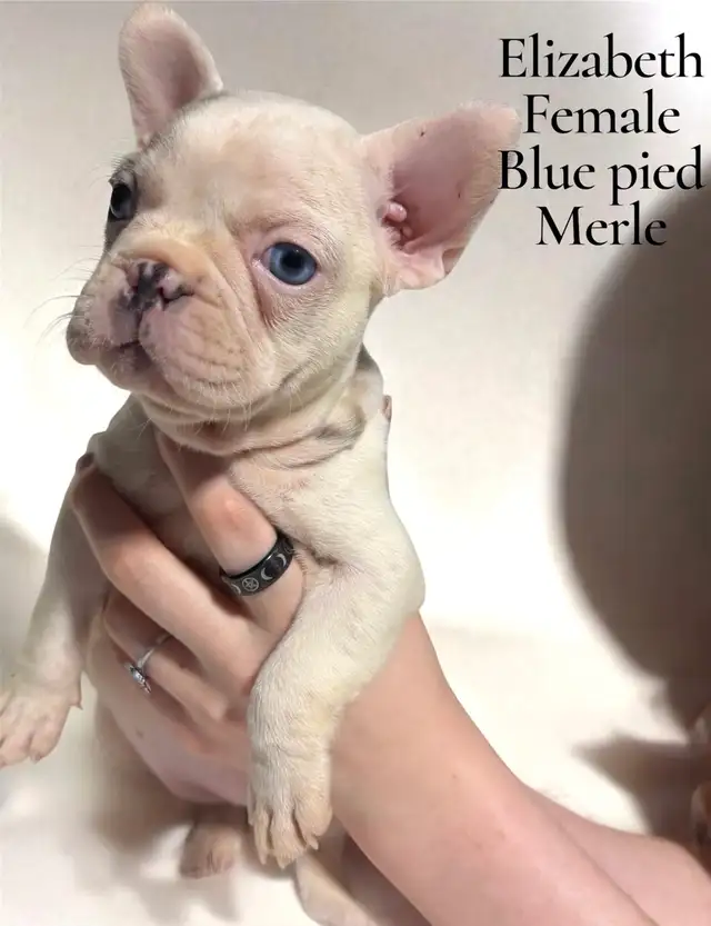 FRENCHTON PUPPIES FOR SALE in Dogs & Puppies for Rehoming in Calgary - Image 2