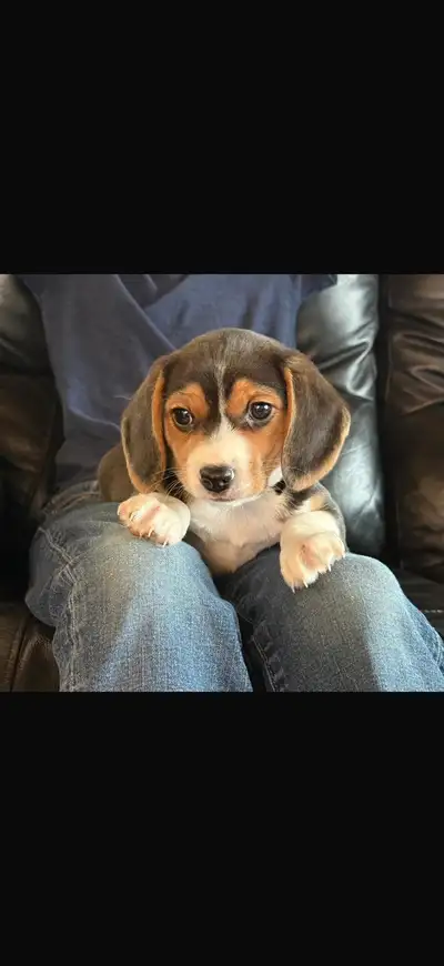 Beagle puppy, View more