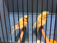 Young Parisian frill canaries for sale 