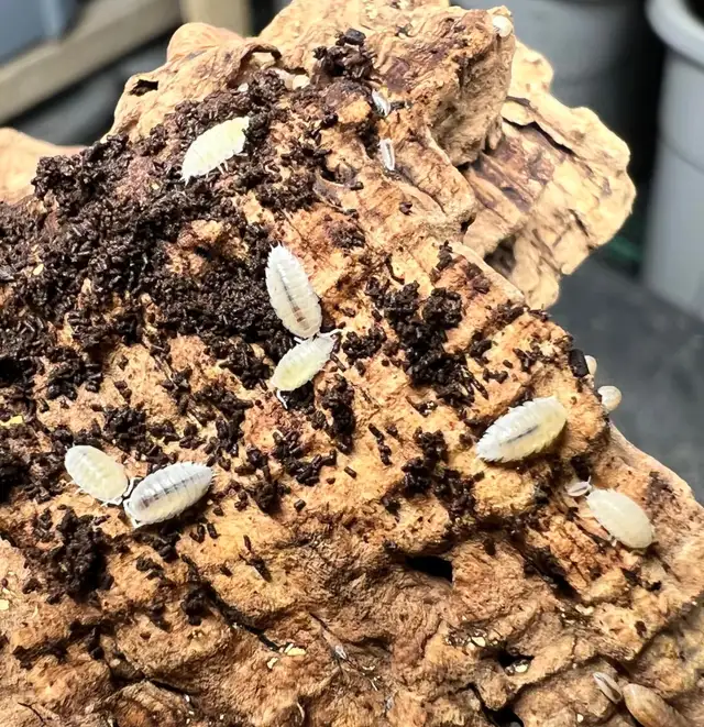 Emperor Scorpions, isopods  - Edmonton in Reptiles & Amphibians for Rehoming in Edmonton - Image 6