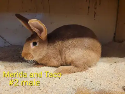 Purebred New Zealand rabbits. $30 each for males and $50 each for females. Three litters ready to go...