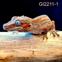 Year Old Gargoyle Gecko - Sale Price - GI2211-1