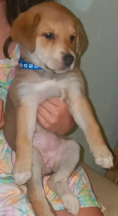 2 magnifique chiots labrador, View more