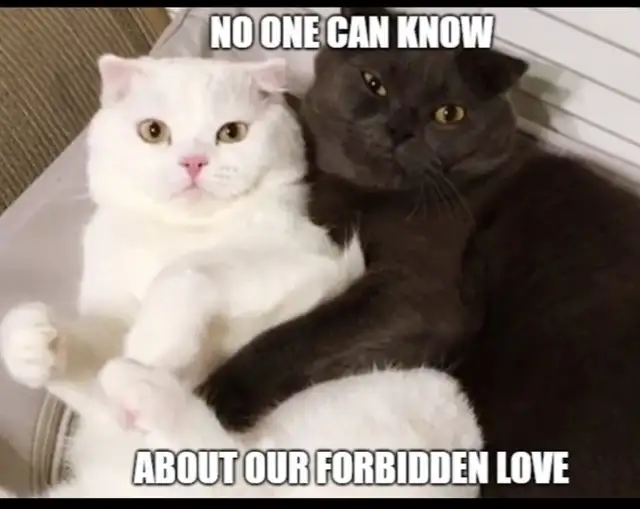 Love is is Love64645244044802120