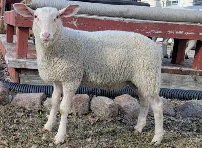 Dairy ram lambs, View more