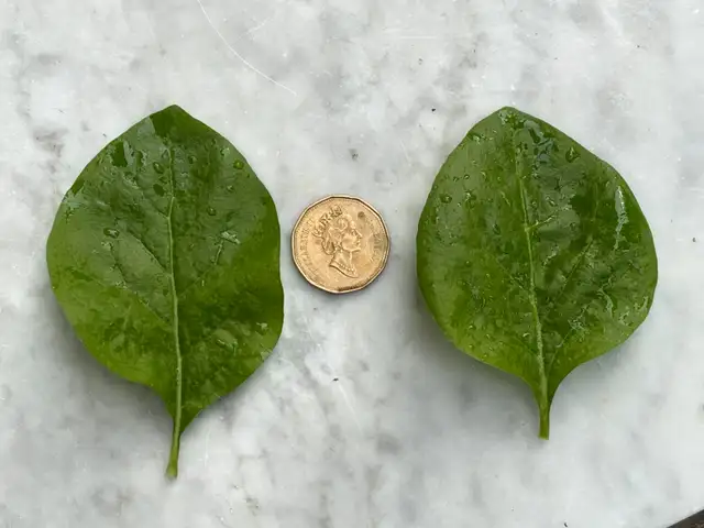 Superfood Goji Berry 枸杞 plants for sale in Other in City of Toronto - Image 5