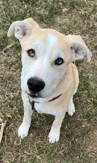 6 month old puppy needing to be rehomed
