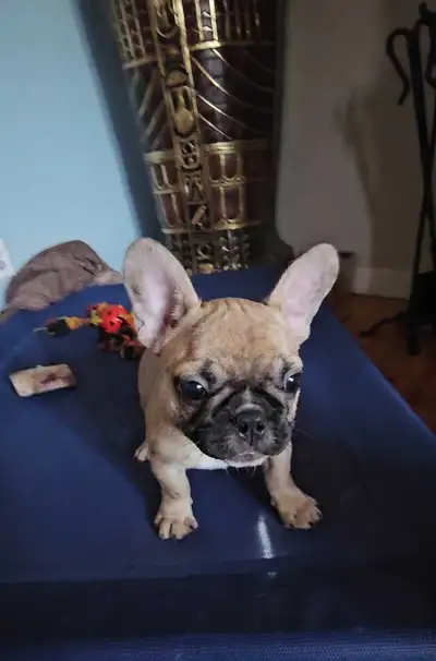 mini bouledogues français, View more