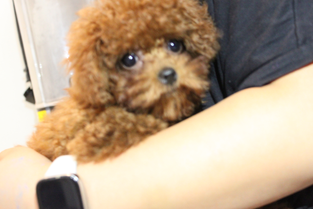 Adorable tiny TEA  teddy face red poodle puppies in Dogs & Puppies for Rehoming in Richmond - Image 2