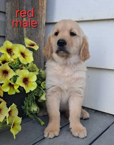 Golden Retriever puppies, View more