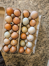 Fresh hatching eggs