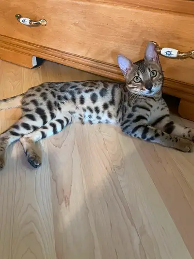 Femelle bengal de 1 an très enjoué non stériliser,habitué avec chat et chiens,un léger souffle au cœ...