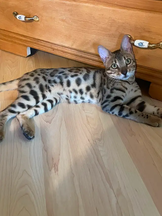 Femelle Bengal in Cats & Kittens for Rehoming in Shawinigan - Image 2
