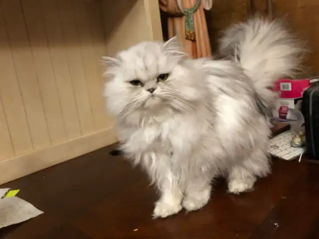 Beautiful Shaded Silver Persian Cats in Cats & Kittens for Rehoming in Lévis - Image 3