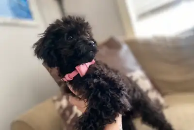 Tiny 4lbs Black & white Toy poodle/cocipoo puppy. She is 4.5 months old with her vaccinations done a...