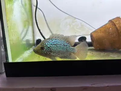 Flowerhorn cichlid fish 2/7, View more