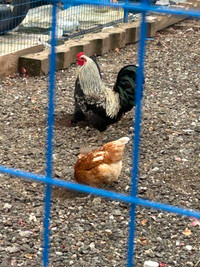 Rooster for rehome