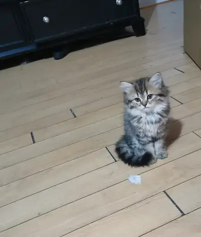 British longhair Kitten, View more