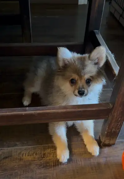 Pomeranian looking for new home , View more