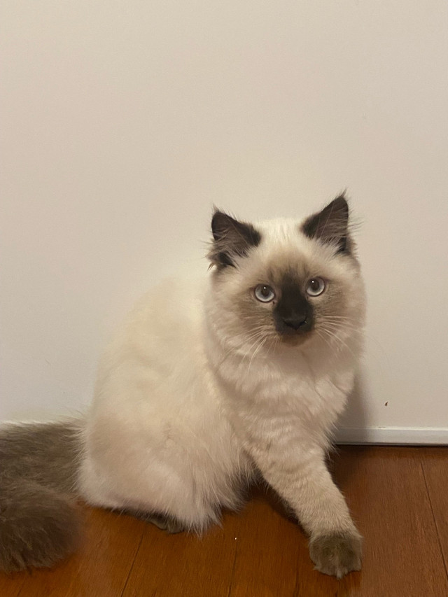 Himalayan Kitten for Sale – Fluffy & Beautiful! in Cats & Kittens for Rehoming in Ottawa - Image 3