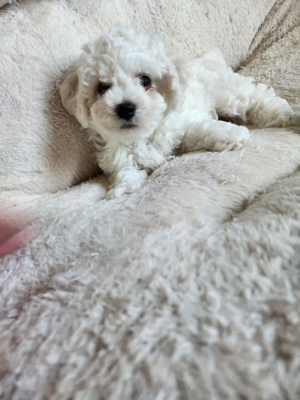 READY TO GO!Ckc reg. Bichon frise puppies in Dogs & Puppies for Rehoming in Saskatoon