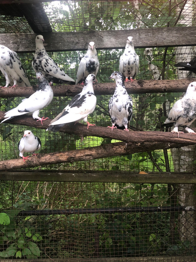 Pigeons pigeons   4 sale $25 each  in Birds for Rehoming in Oshawa / Durham Region - Image 2