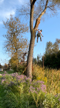 Hedge and tree trimming service best prices!