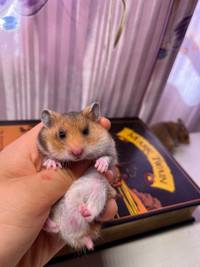 Sweet Chunky Baby hamsters - ethical hamstery