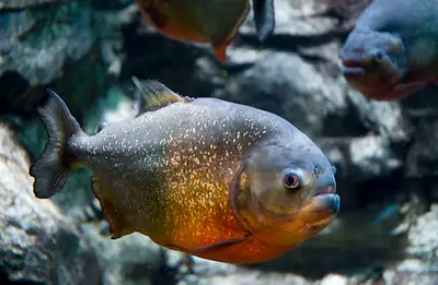Red-Bellied Piranhas sale at TT Pets, View more