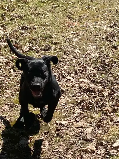 Lab - Rottweiler puppy for rehoming, View more