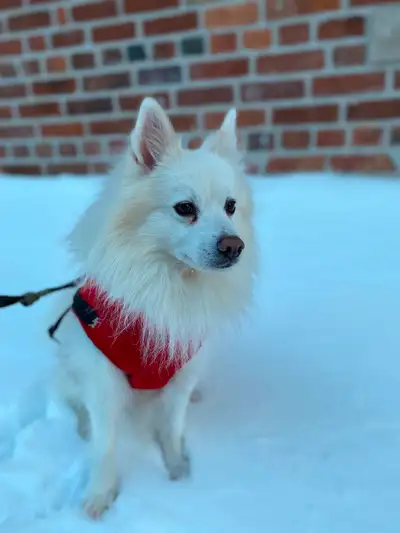DOG WALKING SERVICES – LIBERTY VILLAGE Friendly, Reliable, and Local – Your Dog’s New Best Friend! H...