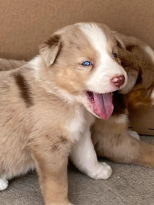 Australian Shepherd x Husky Puppies in Dogs & Puppies for Rehoming in Stratford - Image 10