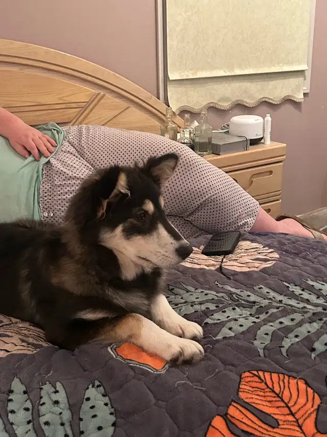 Lost Siberian Husky, wearing Red Collar, friendly. Not tags . in Lost & Found in Winnipeg - Image 7