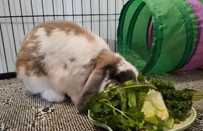 Rabbit and Guinea pig boarding hotel in the GTA, View more