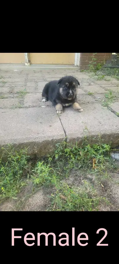 German Shepherd/Husky. 3 LEFT, View more