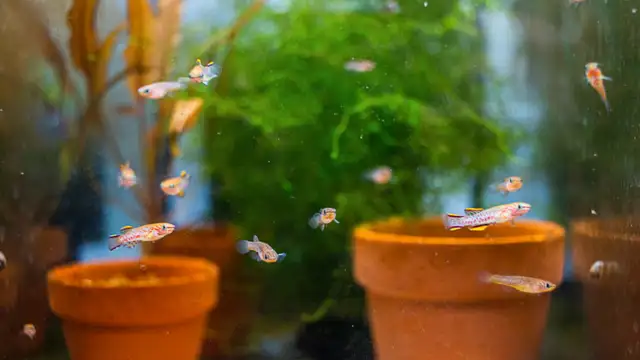 Gardners Killi Fish for SALE! in Fish for Rehoming in Woodstock - Image 5