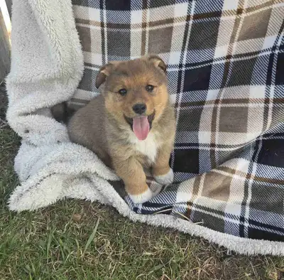 ❤️Precious Welsh Corgi Pups❤️, View more