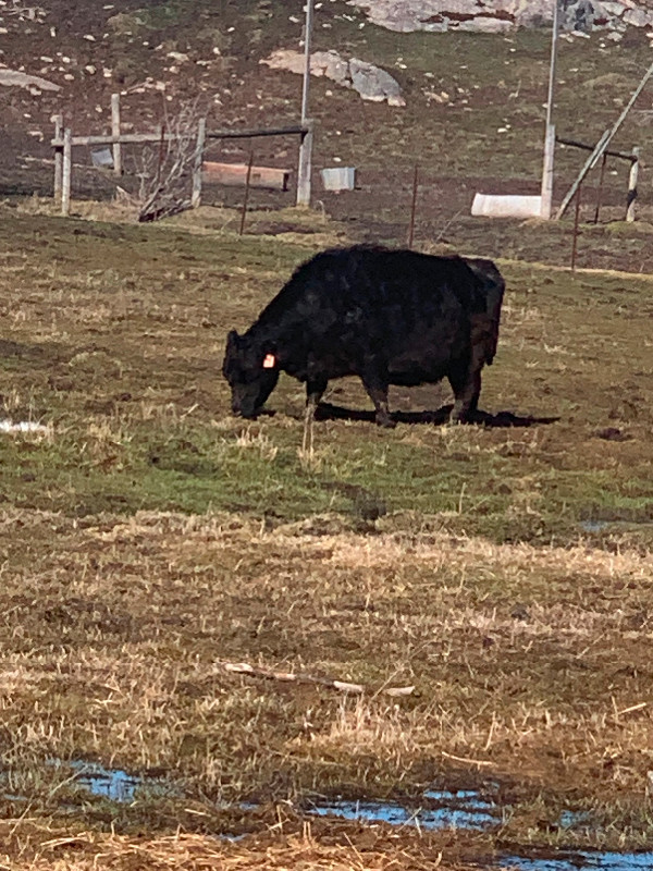 Lowline Angus Cow/Calf in Livestock in Sudbury - Image 2