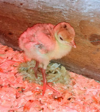 Bourbon Red Day Old Poults