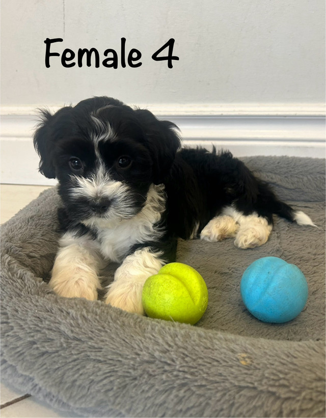 Purebred Havanese Puppies Available in Dogs & Puppies for Rehoming in Oakville / Halton Region - Image 2