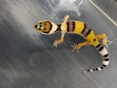 Baby leopard gecko about 2 months old being well on mealworms . Healthy and active . Delivery possib...