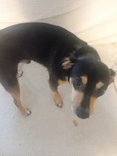 rehome a Chihuahua fox terrior , View more