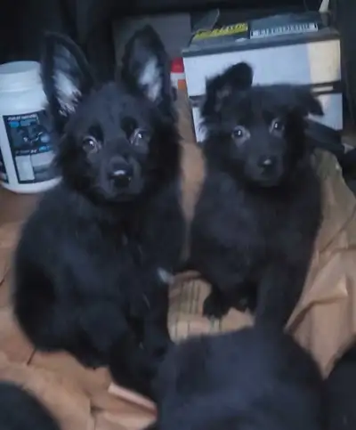 Black German Shepherd puppies, View more
