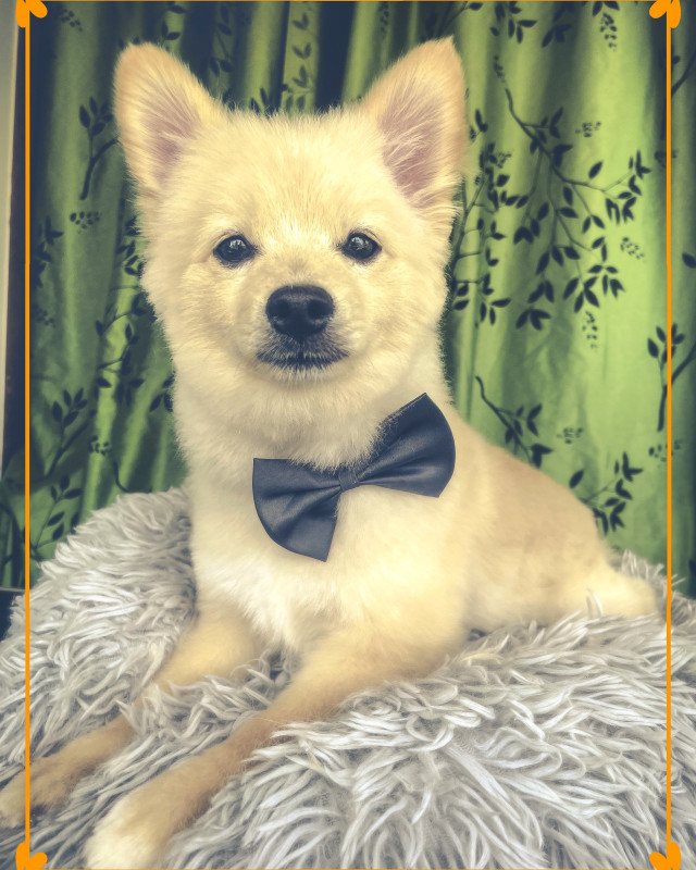Dog Grooming in Animal & Pet Services in Calgary - Image 3