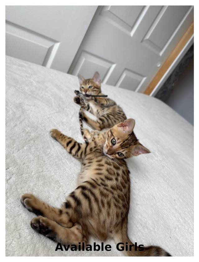 TICA Bengal Kittens in Cats & Kittens for Rehoming in Moncton - Image 3