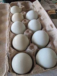 Duck Eggs (for eating) 