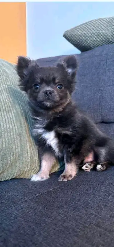 Mini Chihuahua applehead Bleue Papillon, View more