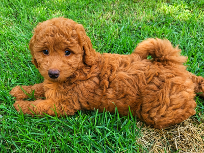 MINI GOLDENDOODLE ROUGE/ROUX, View more