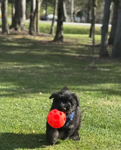 chiots Bouvier des Flandres, View more