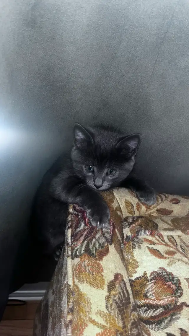 Male Black kitten with blue eyes  in Cats & Kittens for Rehoming in City of Montréal - Image 10